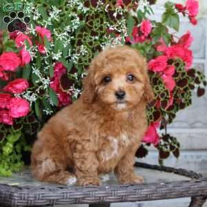 Knobbie, Bich-Poo Puppy